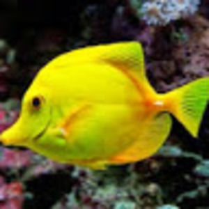 Meet your Posher, Yan